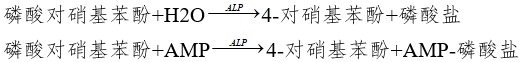 堿性磷酸酶測定試劑注冊審查指導(dǎo)原則（2024修訂版）（2024年第19號）(圖1)